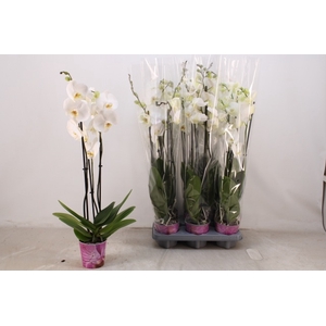 PHAL OV WIT