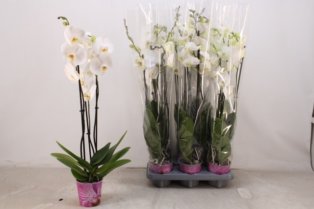 <h4>PHAL OV WIT</h4>
