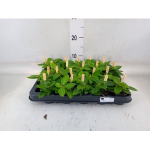 Peperomia pros. 'Pixie'