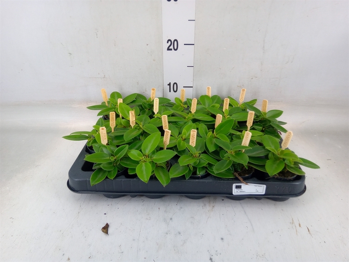 <h4>Peperomia pros. 'Pixie'</h4>