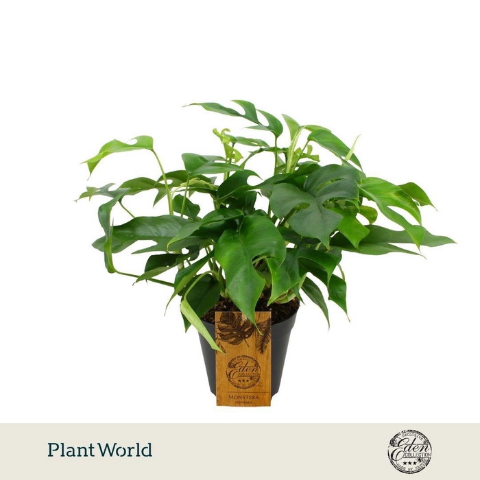<h4>Monstera Minima 15cm</h4>