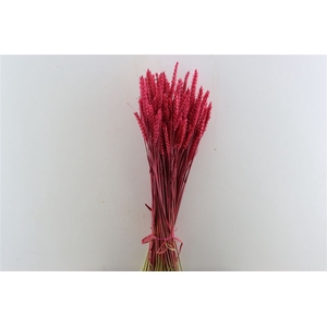 Dried Triticum X5 Cerise Bunch