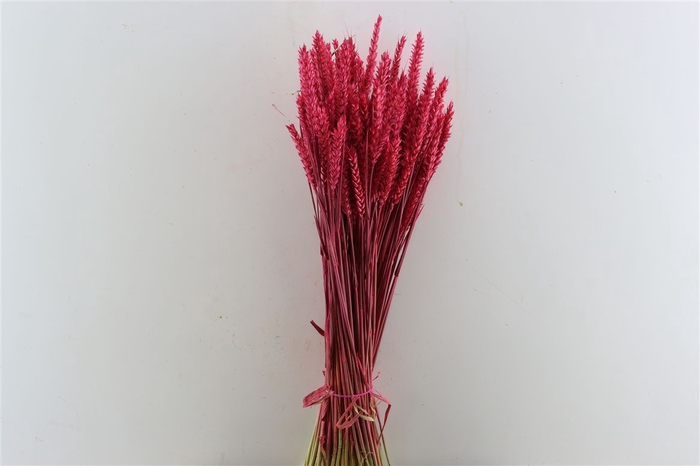 <h4>Dried Triticum X5 Cerise Bunch</h4>