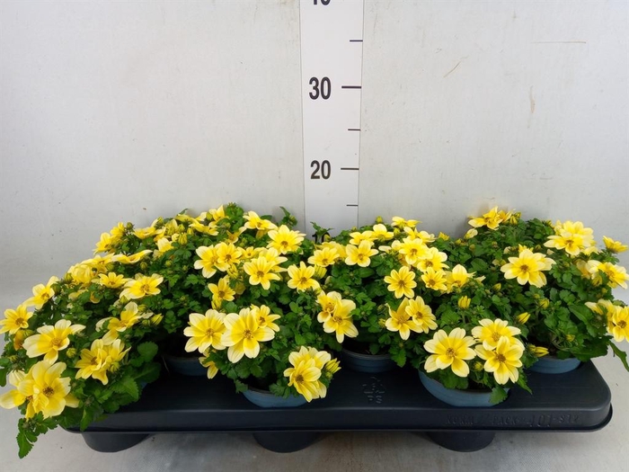 <h4>Bidens   ...</h4>