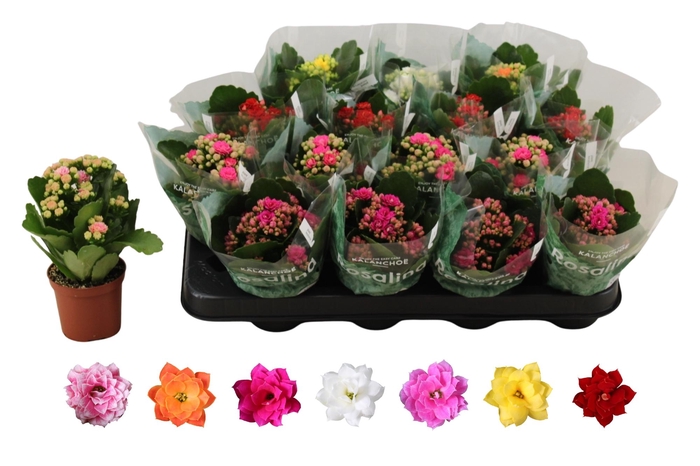 <h4>KAL GE RO GEM 6 KL</h4>