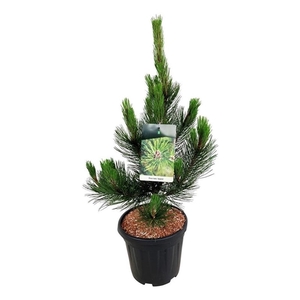 Pinus held. 'Satellit'