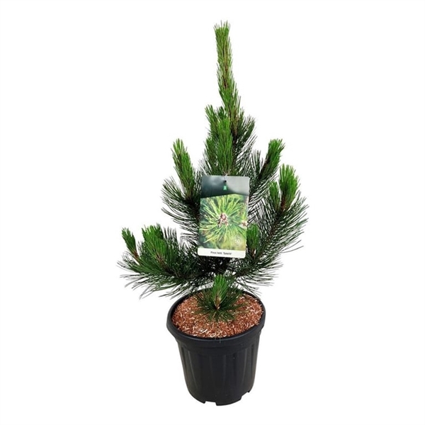 <h4>Pinus held. 'Satellit'</h4>