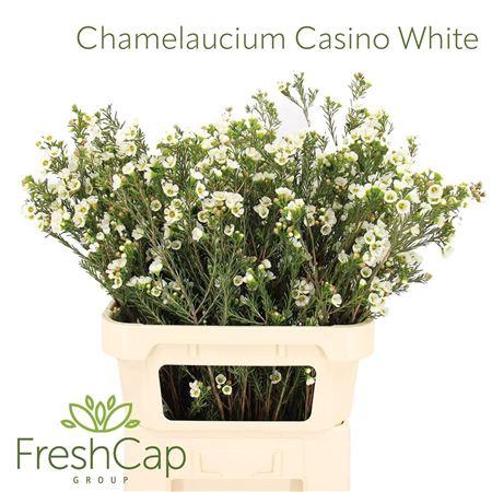 <h4>Chame Un Casin White 60gr</h4>
