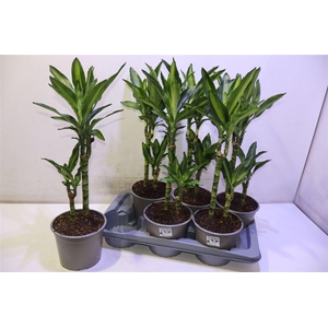 arr8 Dra Frag Cintho