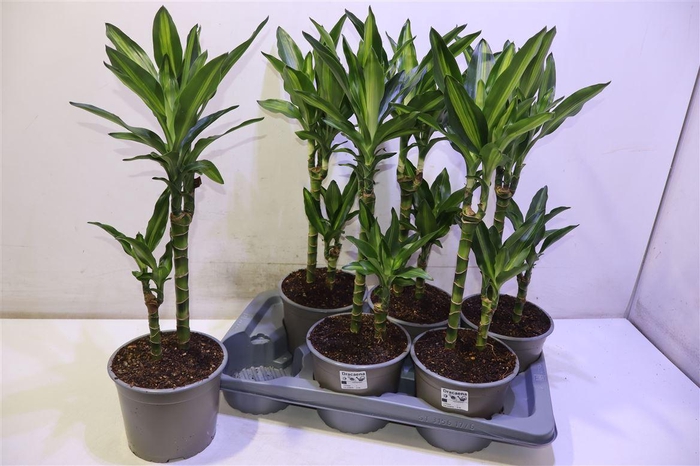 <h4>arr8 Dra Frag Cintho</h4>