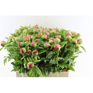 Paeonia L Flame