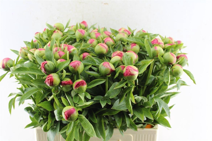 <h4>Paeonia L Flame</h4>