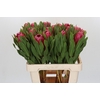 Protea Brenda