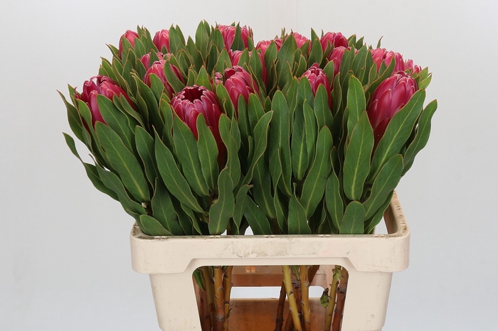 <h4>Protea Brenda</h4>
