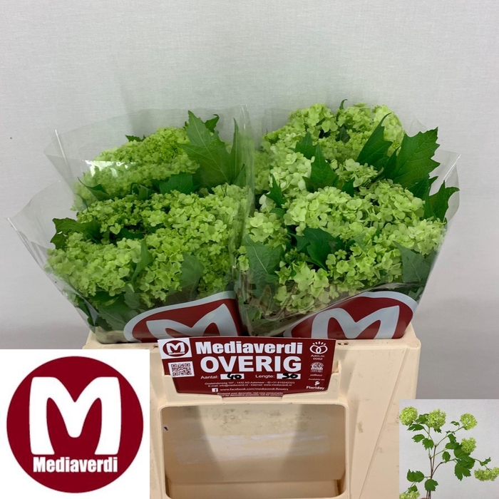 <h4>VIBURNUM ROSEUM BOS</h4>