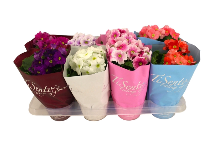 <h4>PRIM OB GEM</h4>