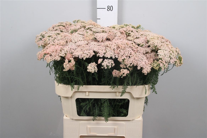 <h4>Achil Ov Zalm/rose</h4>