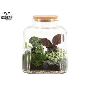 90884: Terrarium arrangement