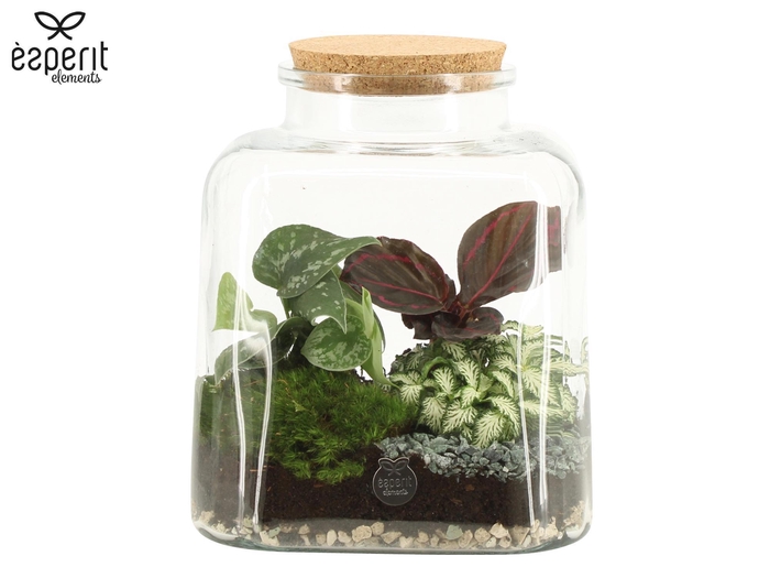 <h4>90884: Terrarium arrangement</h4>