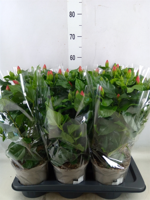 <h4>Hibiscus rosa-sin. 'Sunny Venetie'</h4>