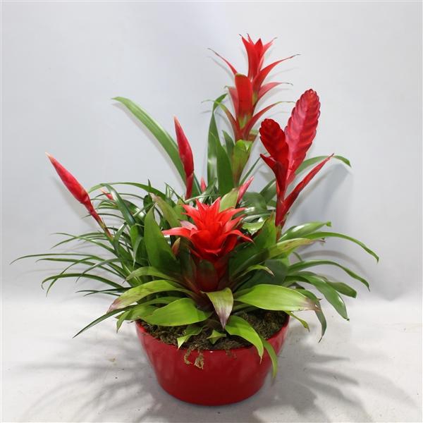 <h4>Bromelia Coupe Exotic 23CM Royal X Mass</h4>