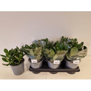 Crass Ovata