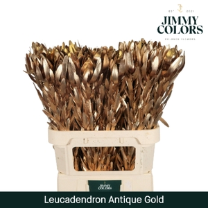 Leucadendron gekleurd Mtlc. Antiek Goud