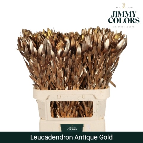 <h4>Leucadendron gekleurd Mtlc. Antiek Goud</h4>