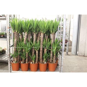 Yucca 90-45-20 Cm