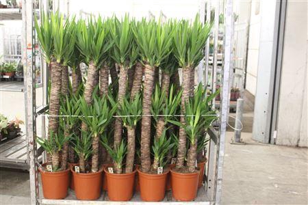 <h4>Yucca 90-45-20 Cm</h4>