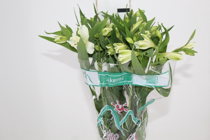 <h4>ALSTROEMERIA AKEMI 080 CM</h4>