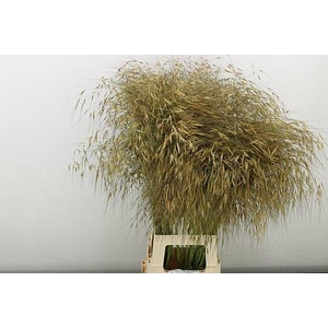 Siergr Stipa Gold