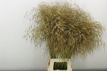 <h4>Siergr Stipa Gold</h4>