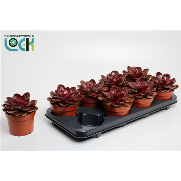 <h4>Echeveria Magic Red</h4>