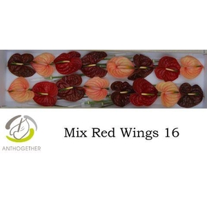 Anth A Red Wings 11 cm X16 Spek Flowers