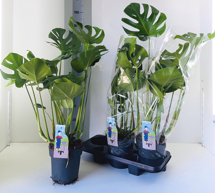<h4>MONSTERA DELICIOSA</h4>