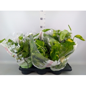 Epipremnum pinn.   HG