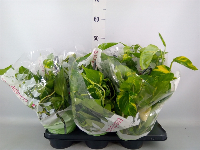 <h4>Epipremnum pinn.   HG</h4>