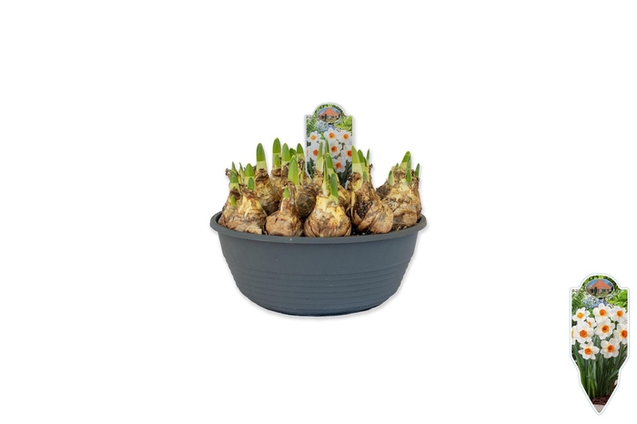 <h4>Narcissus   ...</h4>