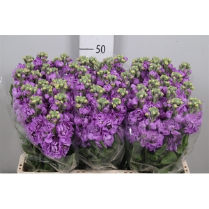 Matth Figaro Lavende