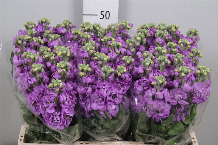 <h4>Matth Figaro Lavende</h4>