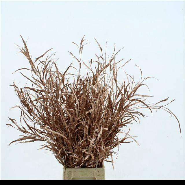 <h4>DECORGROEN KLB BS H%</h4>