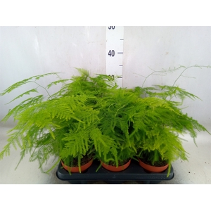Asparagus setaceus
