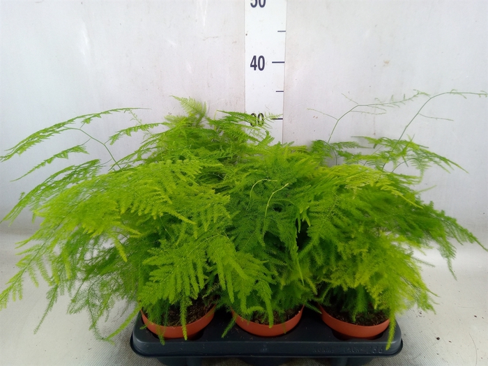 <h4>Asparagus setaceus</h4>