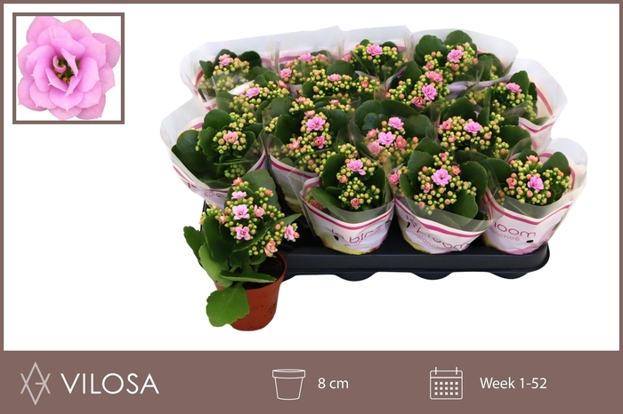 <h4>KAL GE ZETA LILAC</h4>