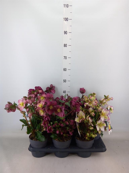 <h4>Helleborus   ...</h4>