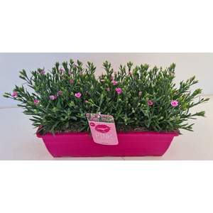 Dianthus  'Pink Kisses'