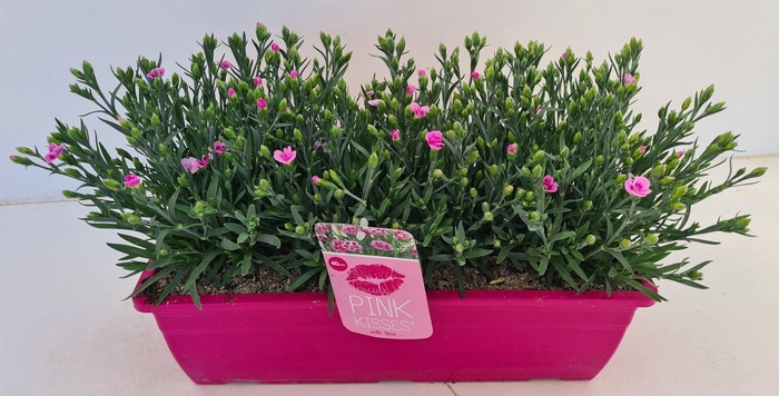 <h4>Dianthus  'Pink Kisses'</h4>