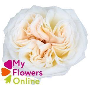 <h4>R Gr White O Hara White 50cm EC</h4>