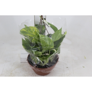 JIBOIA VERDE C21 PENDENTE